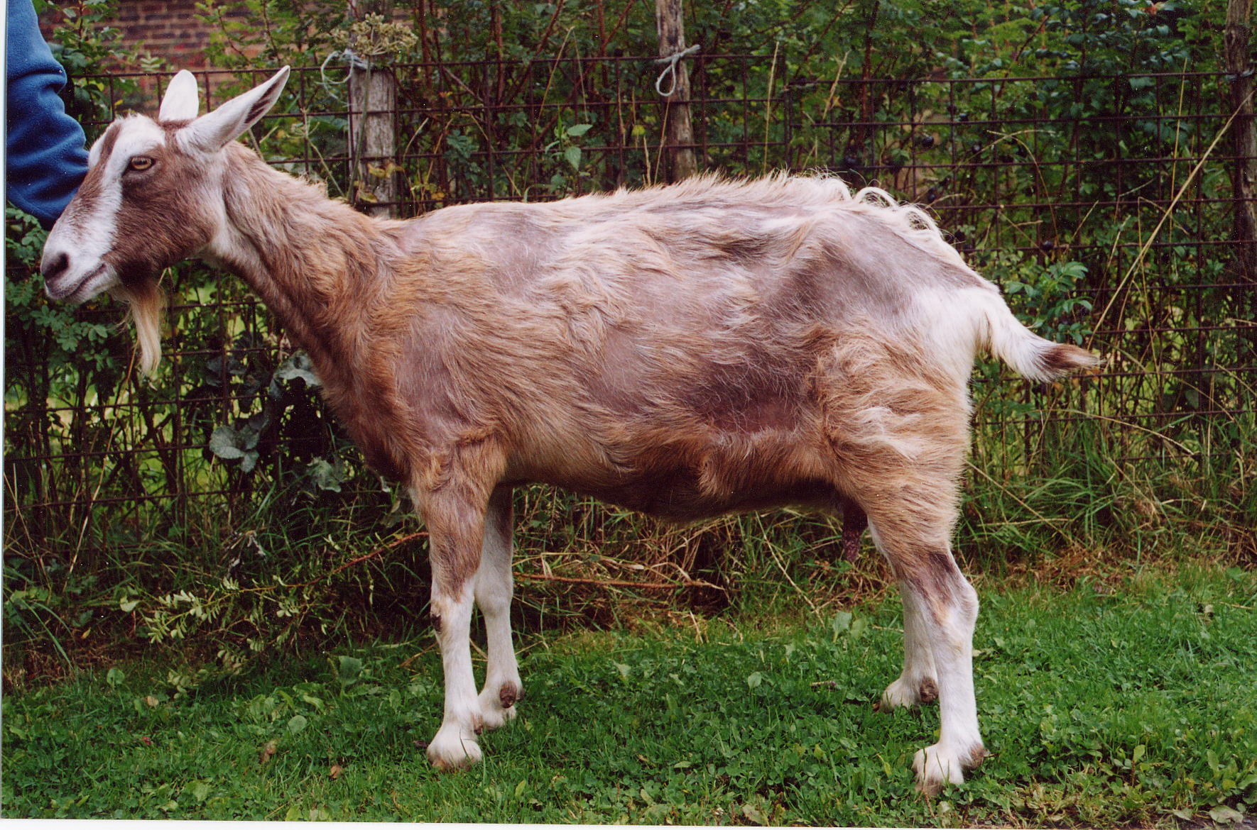 A goat with considerable hair loss resulting from itching due to mites, which can cause skin problems in goats